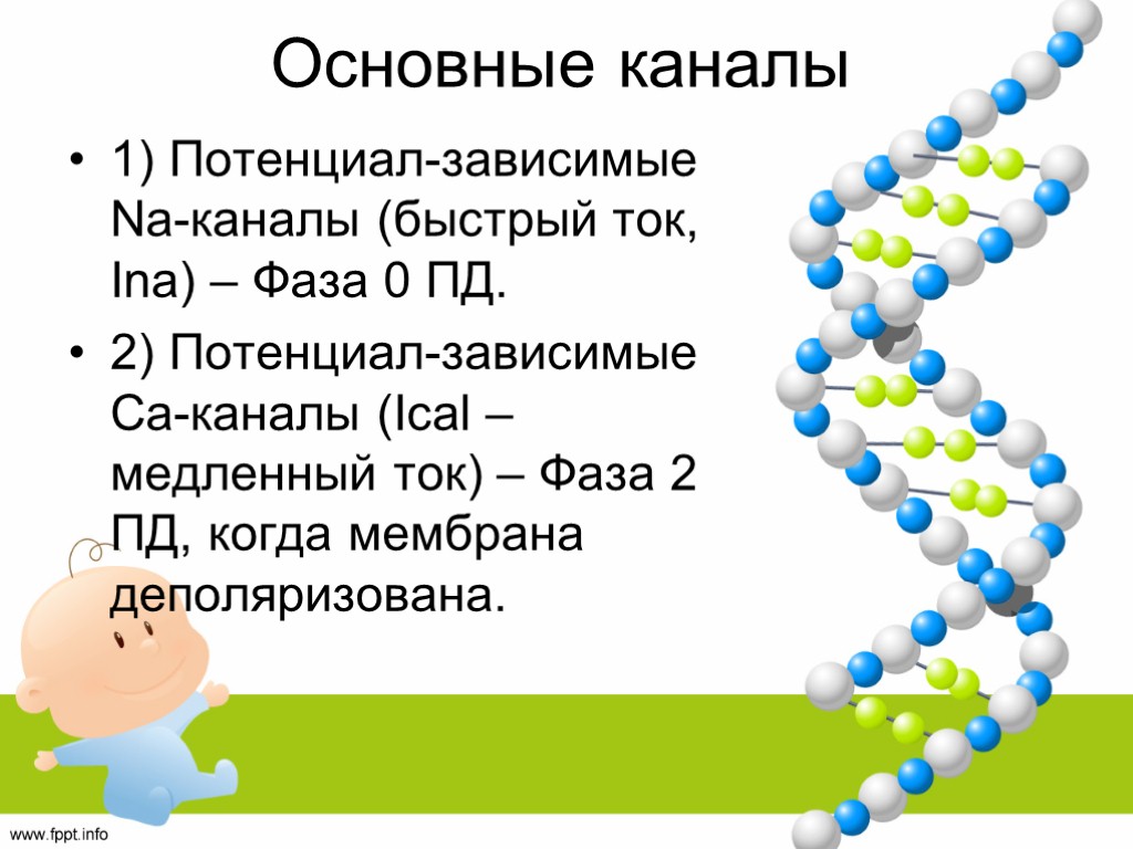 Основные каналы 1) Потенциал-зависимые Na-каналы (быстрый ток, Ina) – Фаза 0 ПД. 2) Потенциал-зависимые